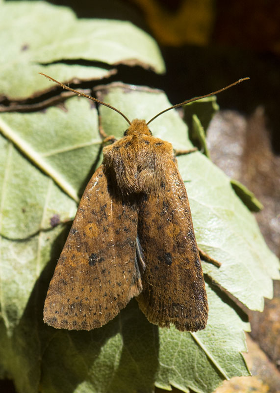 Noctuidae: Conistra (Dasycampa) rubiginea